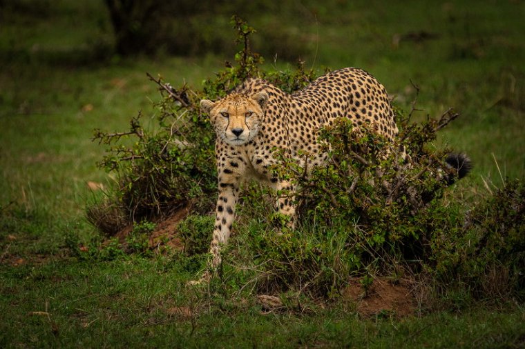 124 Masai Mara, jachtluipaard.jpg